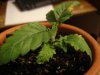 DSC00273.JPG