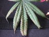 Leaves - 76days .jpg