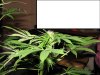 White Widow #1 70 days.jpg