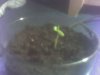 lima sprout 1.jpg