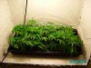 jiffy clones 002.JPG