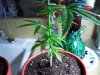 Picture 002.jpg