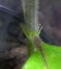 1_Maple_seedling__10_6-5-07.JPG