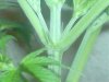 DSC00070.jpg