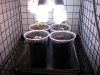 2- Clonesseedlings 4-28.JPG