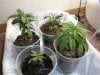 4- Clonesseedlings 5-10.JPG