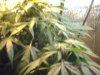 my plant001.jpg