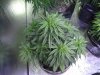 NEW GROW SHUT 004.JPG