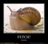 demotivational-posters-fetch.jpg