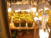 First grow Day 23 003.jpg