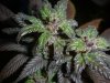 marijuana-picture-purple-bud.jpg