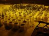 grow 045.jpg