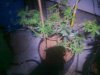 budpics 015.jpg