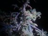 budpics 011.jpg