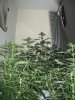 grow room 1st pic.jpg