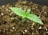 day 7 plant #1.jpg