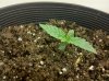 day 7 plant #2.jpg