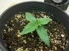 day 9 plant 1.jpg