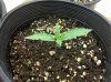 day 9 plant 2.jpg