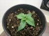 day 10 plant 1.jpg