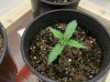 day 10 plant 2.jpg