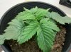 day 14 plant #1.jpg