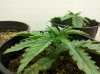 day 14 plant #2.jpg