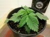 day 15 plant #1.jpg