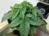 day 20 plant #1.jpg