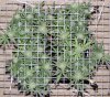 110214 RD 4 way SCROG A.jpg