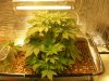 Grow pics 001.jpg