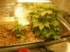 Grow pics 008.jpg