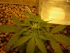 Grow pics 007.jpg