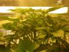 Grow pics 004.jpg