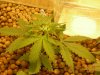 Grow pics 003.jpg