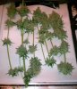 Harvest WR 2 day 57 91 grams.jpg