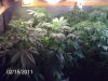 2-16-2011 grow room 002.jpg