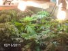 2-16-2011 grow room 004.jpg