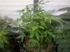 daehtop-king-320959-albums-dc-grow-lab-plants-picture1441265-dc-mother-ship.jpg