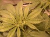 mmj female 004.JPG