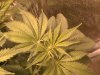 mmj female 006.JPG