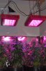 led grow light 026.jpg