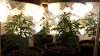 2-19-11 grow pics 009.jpg