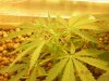 grow pics update 2-20-2011 004.jpg