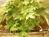 grow pics update 2-20-2011 005.jpg