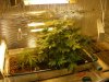 grow pics update 2-20-2011 001.jpg