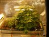 grow pics update 2-20-2011 002.jpg