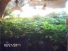 2-21-2011 growroom.jpg