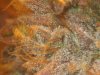 Tahoe OG D-72 b4 chop (5).jpg
