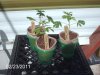 2-23-2011 Sour Cream clones 001.jpg